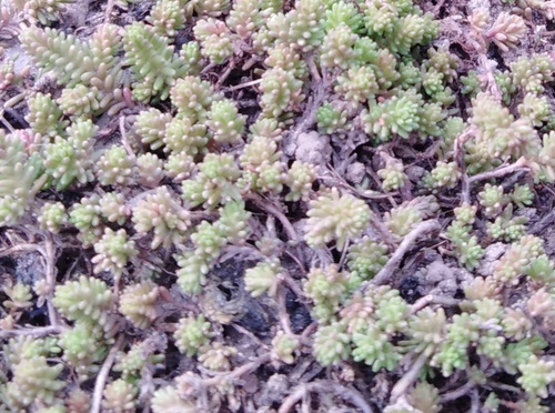 Sedum sexangulare