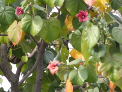 Cynanthus latirostris