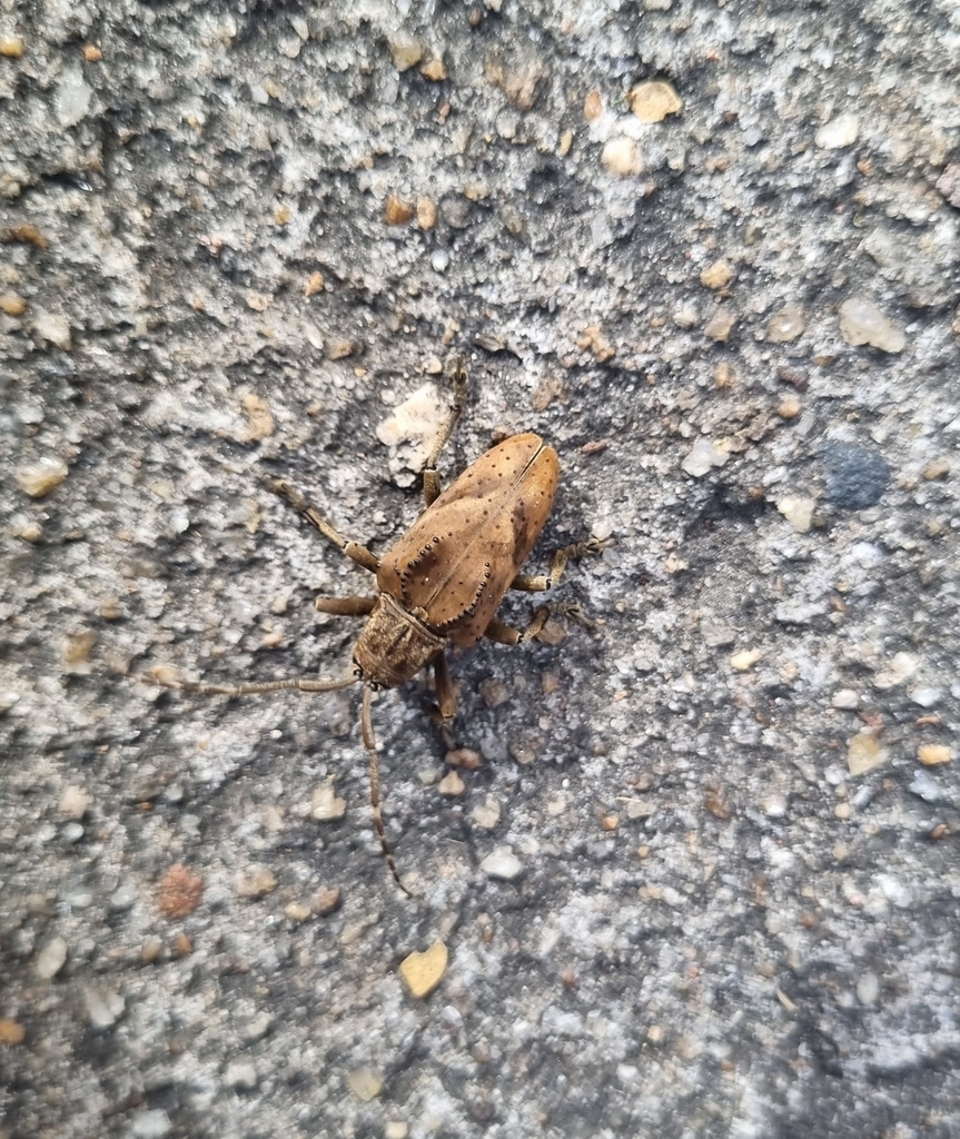 Hypselomus cristatus