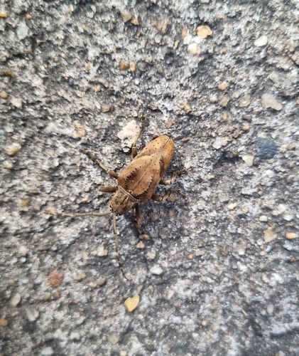 Hypselomus cristatus
