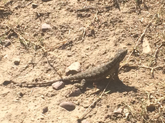 Sceloporus occidentalis