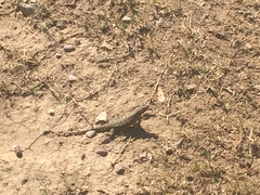 Sceloporus occidentalis