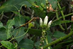 Orthetrum poecilops