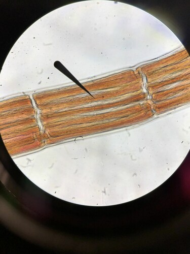 Polysiphonia hendryi observed 2024-03-31