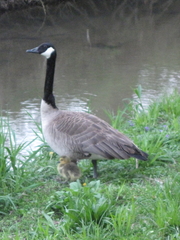Branta canadensis