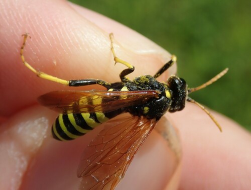 Tenthredo meridiana
