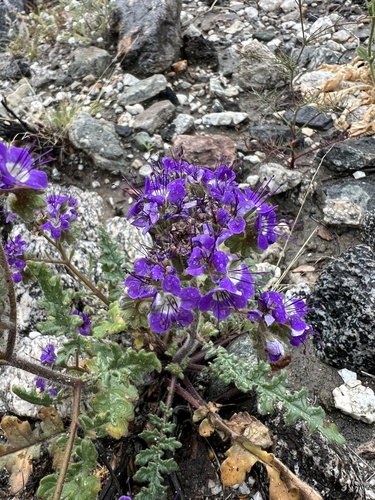 iNaturalist observation photo of Notch-leaf Scorpionweed