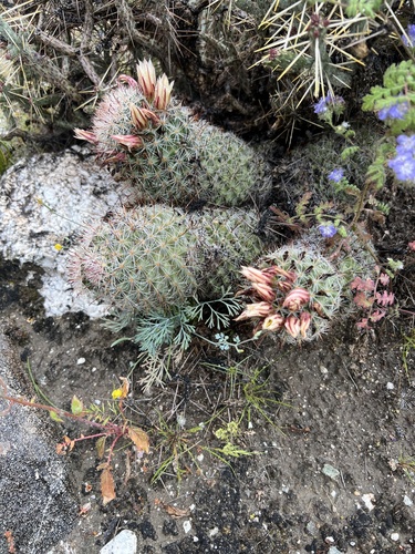 iNaturalist observation photo of Peninsular fishhook cactus