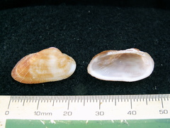 Barbatia barbata