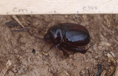 Pericoptus