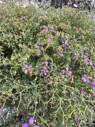 iNaturalist observation photo of California fagonbush