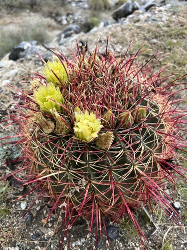iNaturalist observation photo of California Barrel Cactus