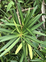 Podocarpus macrophyllus