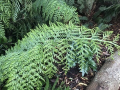 Asplenium × lucrosum