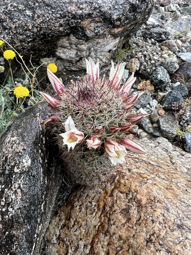 iNaturalist observation photo of Peninsular fishhook cactus