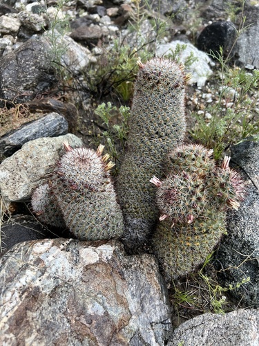 iNaturalist observation photo of Peninsular fishhook cactus