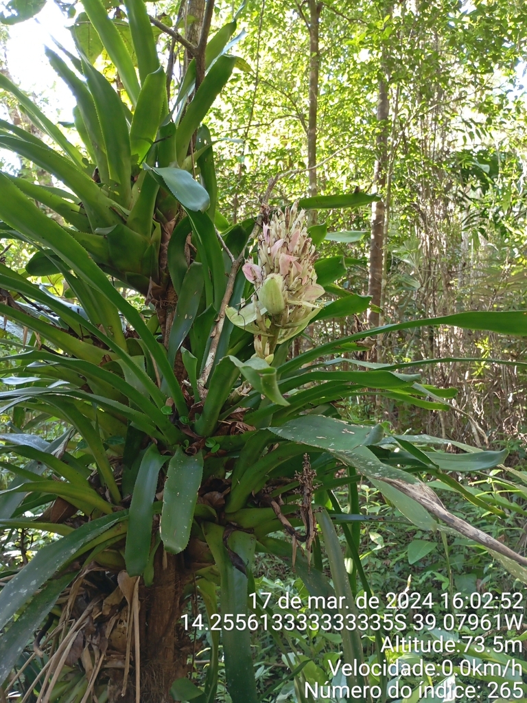 Portea grandiflora