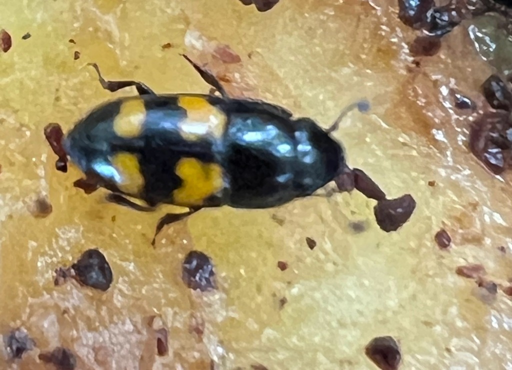 Picnic Beetle from Greenbelt, MD, USA on April 9, 2024 at 01:45 PM by ...