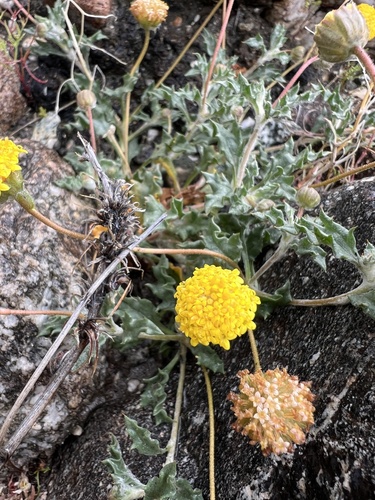 iNaturalist observation photo of yellowhead