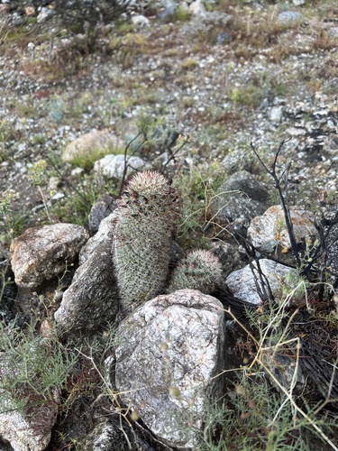 iNaturalist observation photo of Peninsular fishhook cactus