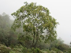 Weinmannia pubescens