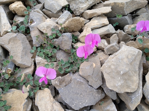 perennial mountain pea (Lathyrus formosus)