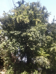 Ehretia anacua