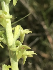 Platanthera cooperi