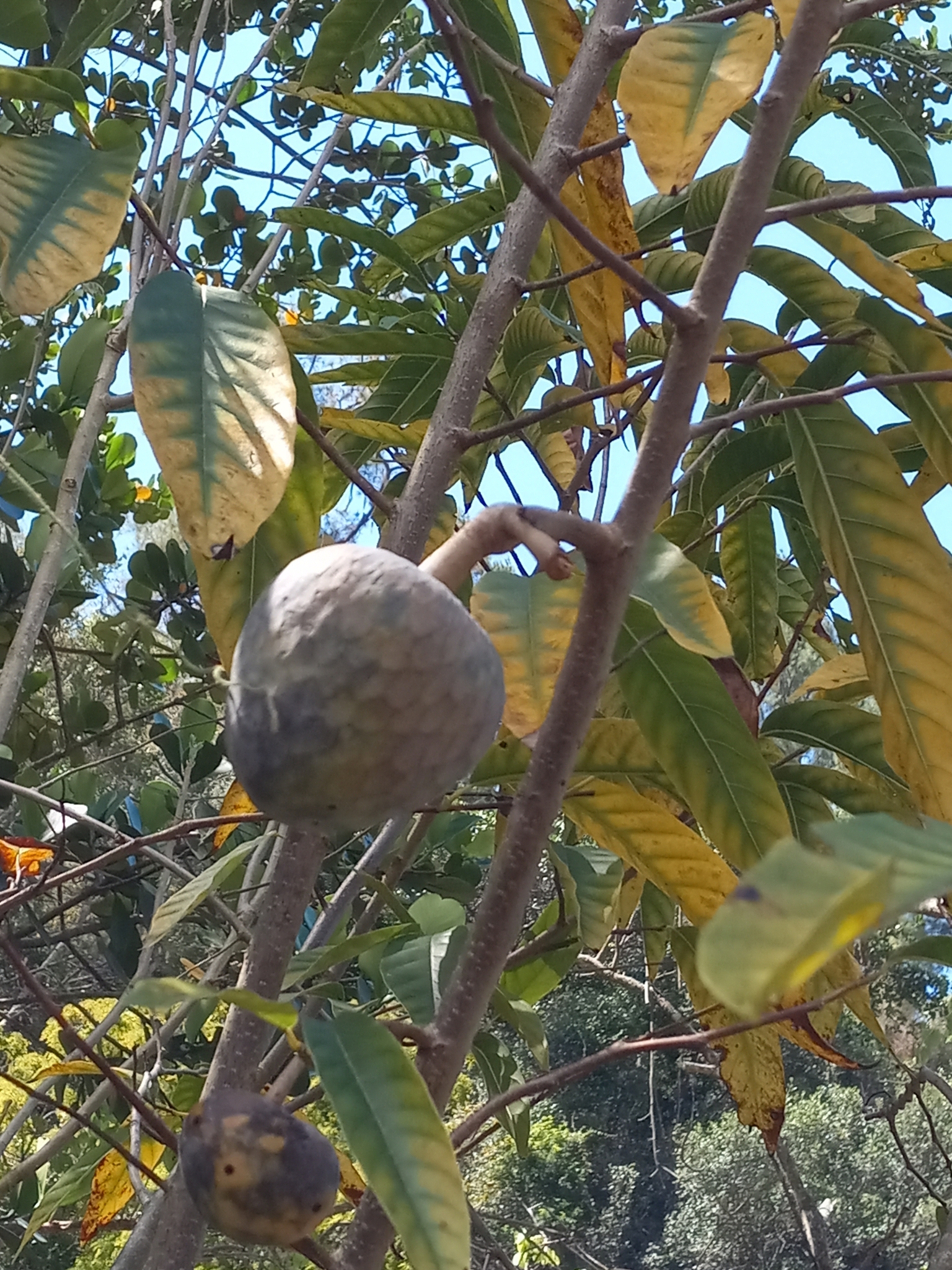 Imagem de Fruta-de-condessa