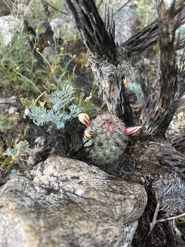 iNaturalist observation photo of Peninsular fishhook cactus