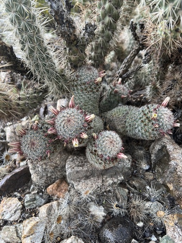 iNaturalist observation photo of Peninsular fishhook cactus