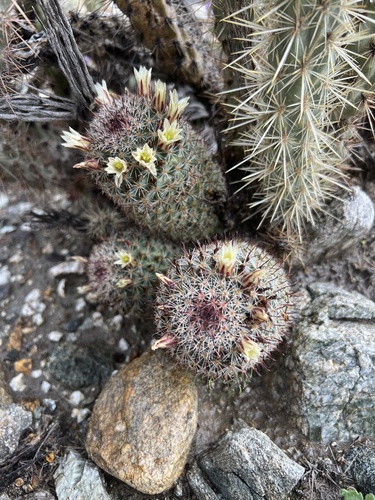 iNaturalist observation photo of Peninsular fishhook cactus