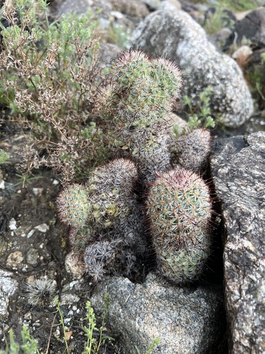iNaturalist observation photo of Peninsular fishhook cactus