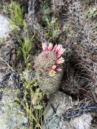 iNaturalist observation photo of Peninsular fishhook cactus