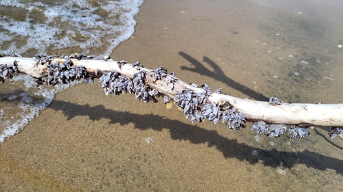 Small Goose Barnacle