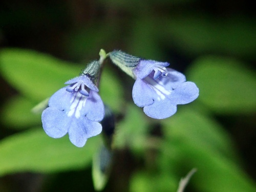 Salvia caymanensis