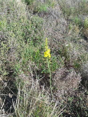 Bulbine cepacea (Bulbine cepacea)