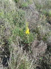Bulbine cepacea