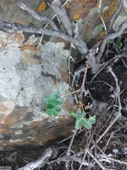 Pelargonium gibbosum