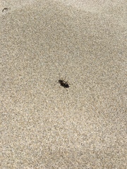 Rhyparochromus vulgaris