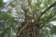 Brosimum alicastrum