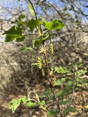 Ribes multiflorum, photograph author not stated, no rights reserved