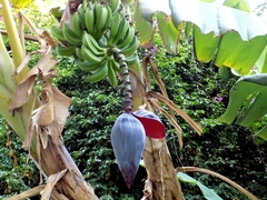 Musa