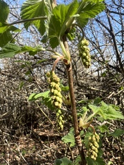 Ribes multiflorum, photograph author not stated, no rights reserved