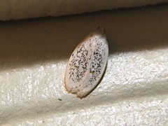 Durrantia piperatella