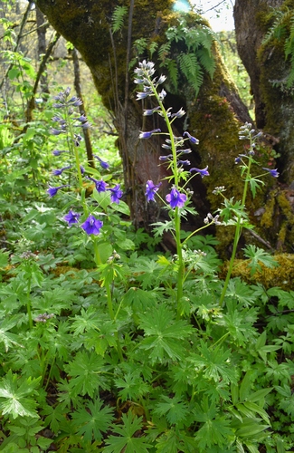 Image of Delphinium trolliifolium by (c) Gail A Baker, some rights reserved (CC BY)