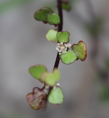 Muehlenbeckia complexa complexa