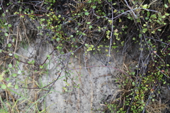 Muehlenbeckia complexa complexa