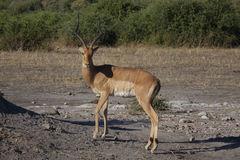 Aepyceros melampus