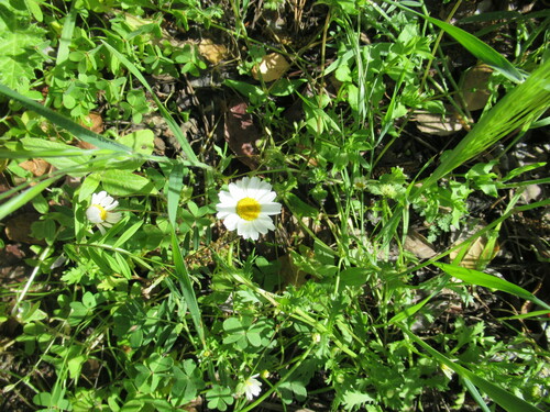 Mauranthemum paludosum, photograph 6